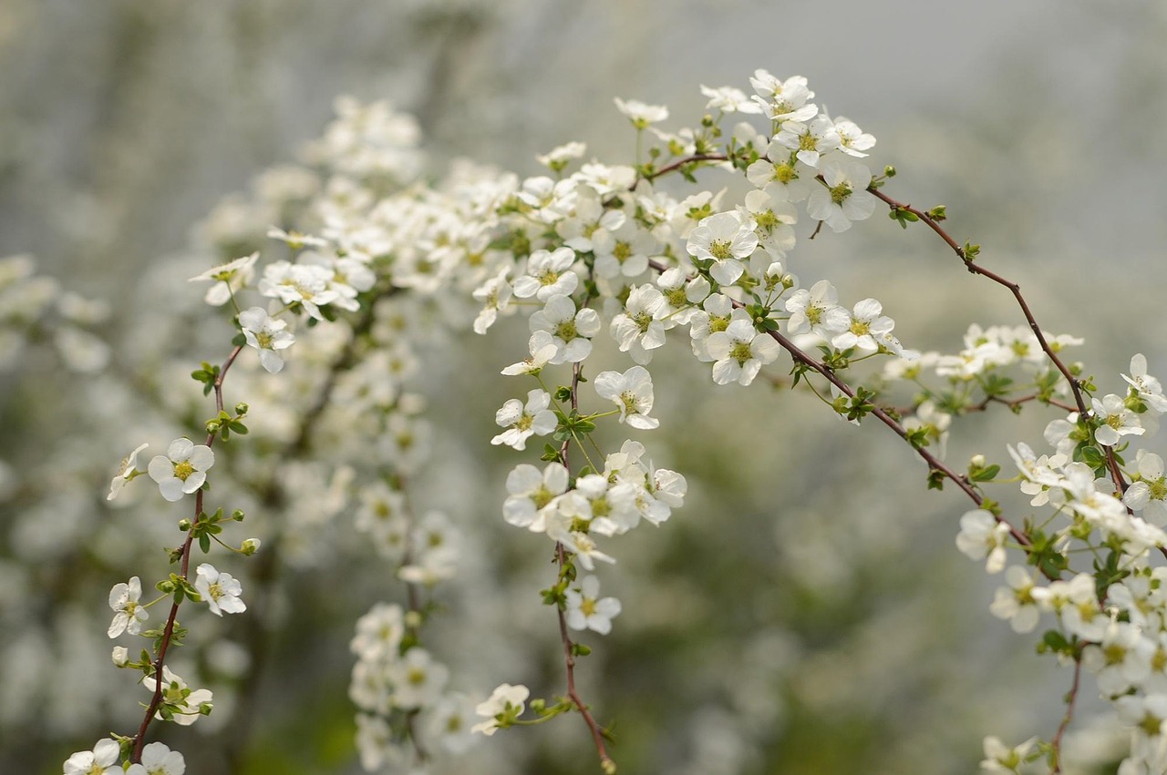 fresh flowers, plant, spring equinox, nature, spring equinox, spring equinox, spring equinox, spring equinox, spring equinox