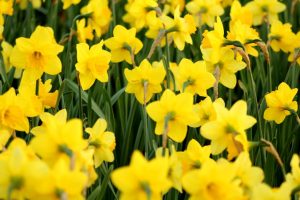 A captivating field of yellow daffodils blooming outdoors, capturing the essence of spring.
