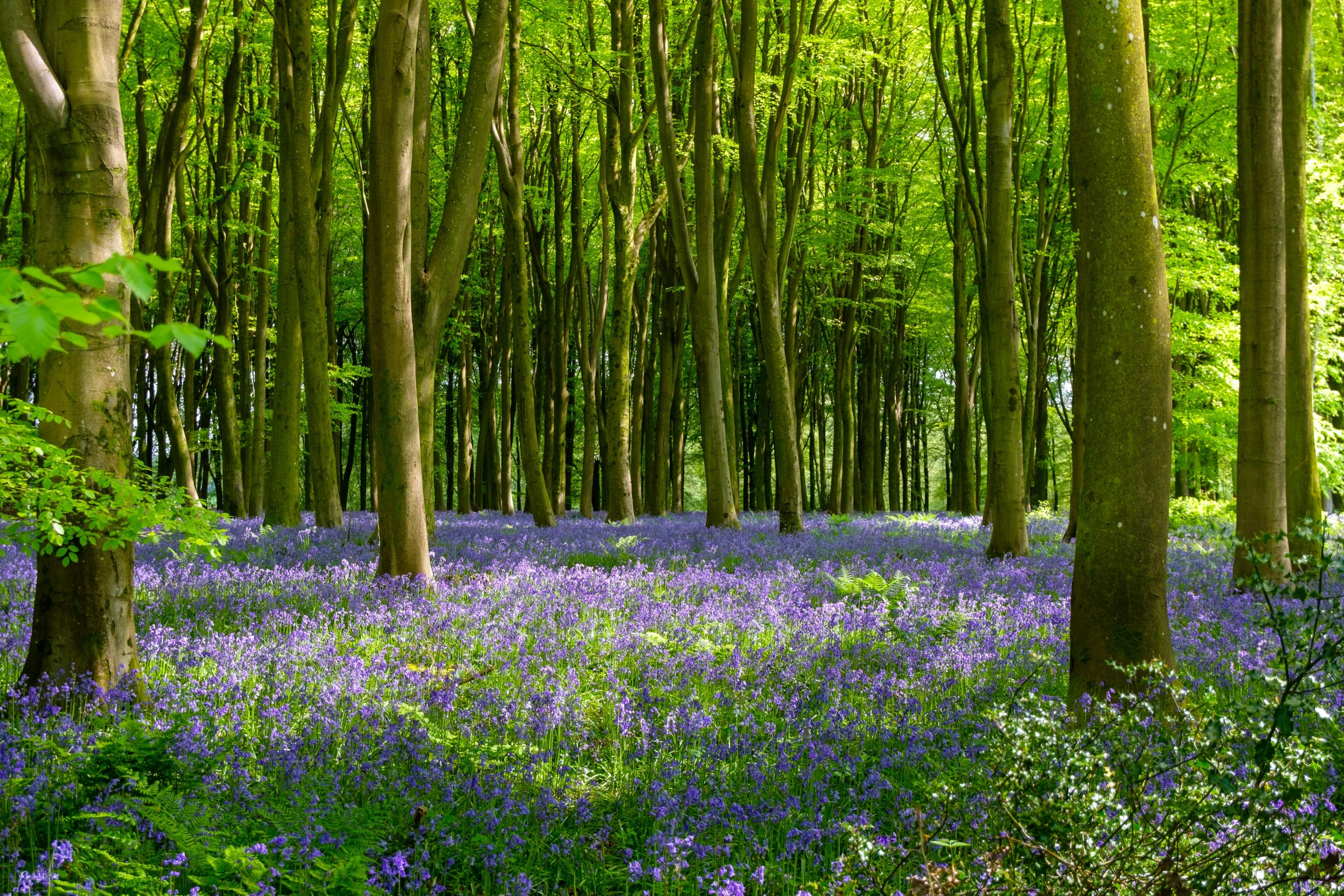 Vibrant woodland scene with bluebells in springtime at Micheldever Woods, England.