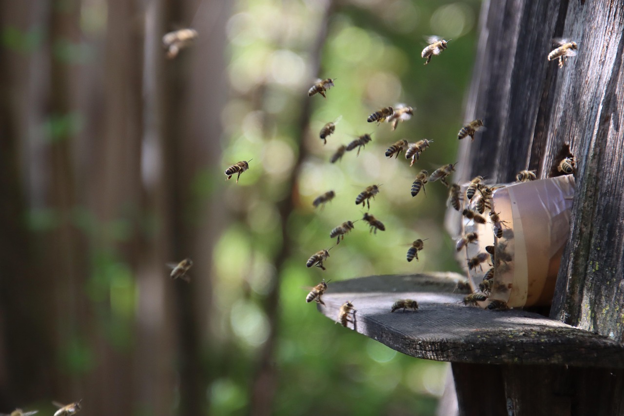 bees, beehive, flight, insects, swarm of bees, close up, world bee day, bees, bees, bees, bees, bees, beehive