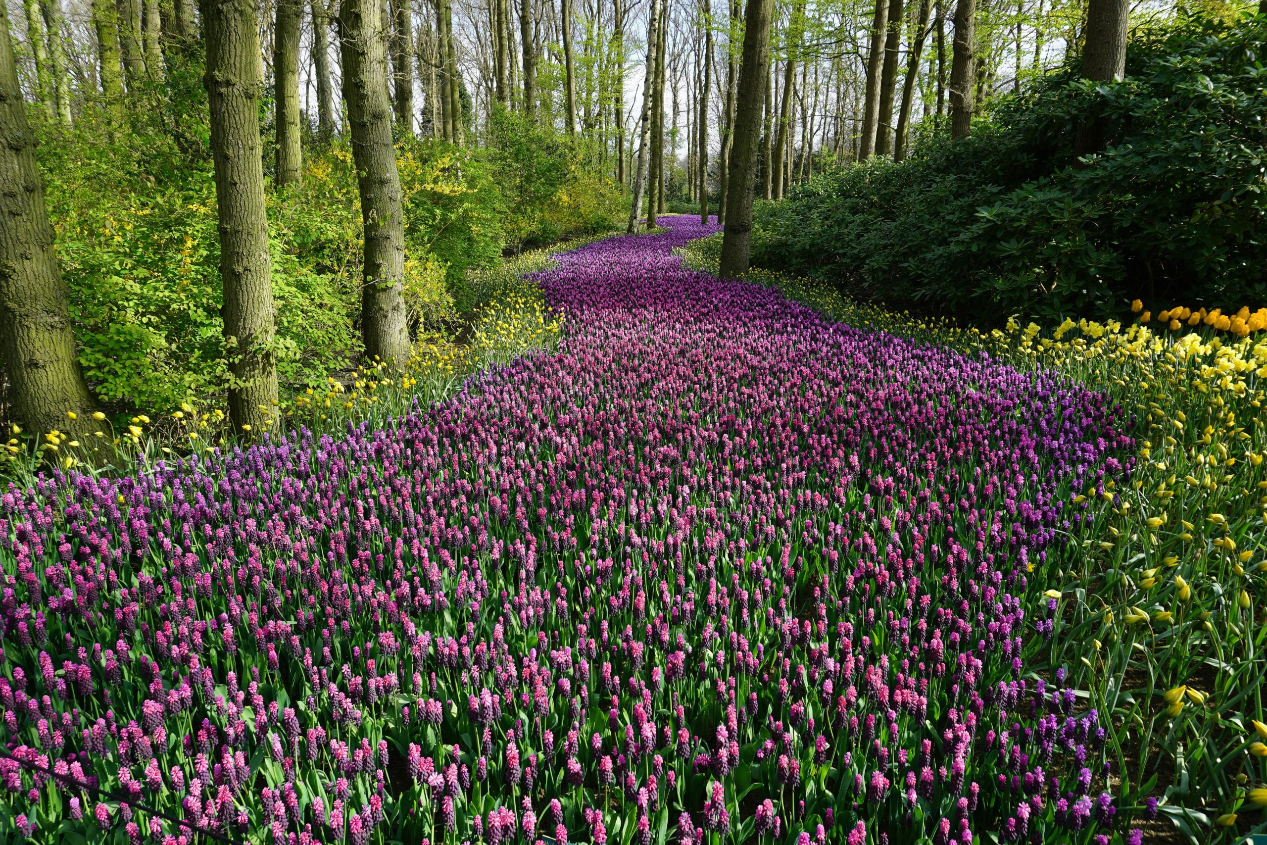 A vibrant pathway through blooming spring flowers in a serene woodland.