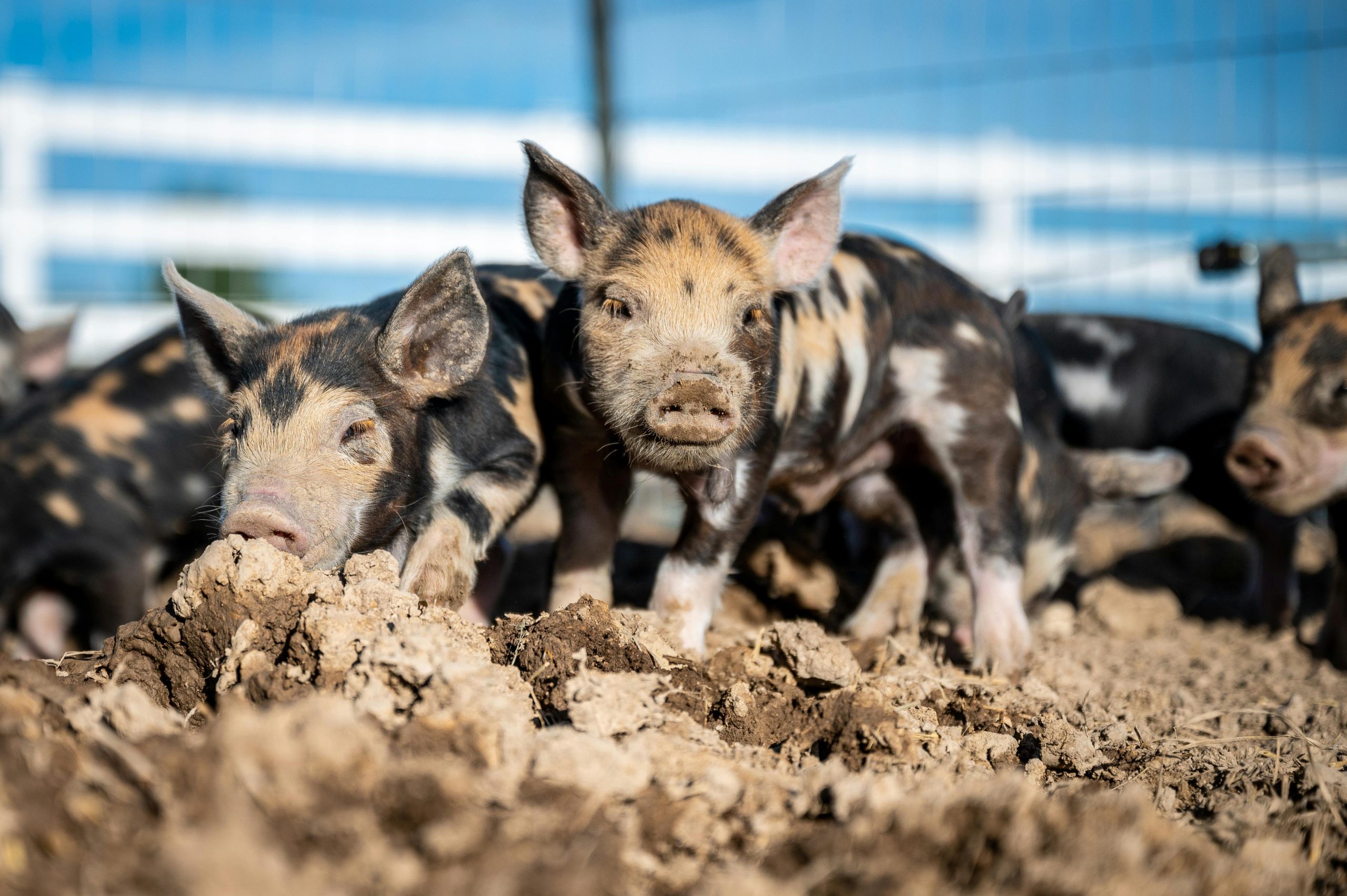 Close-up of piglets playing in the muddy fields of a Boise farm.