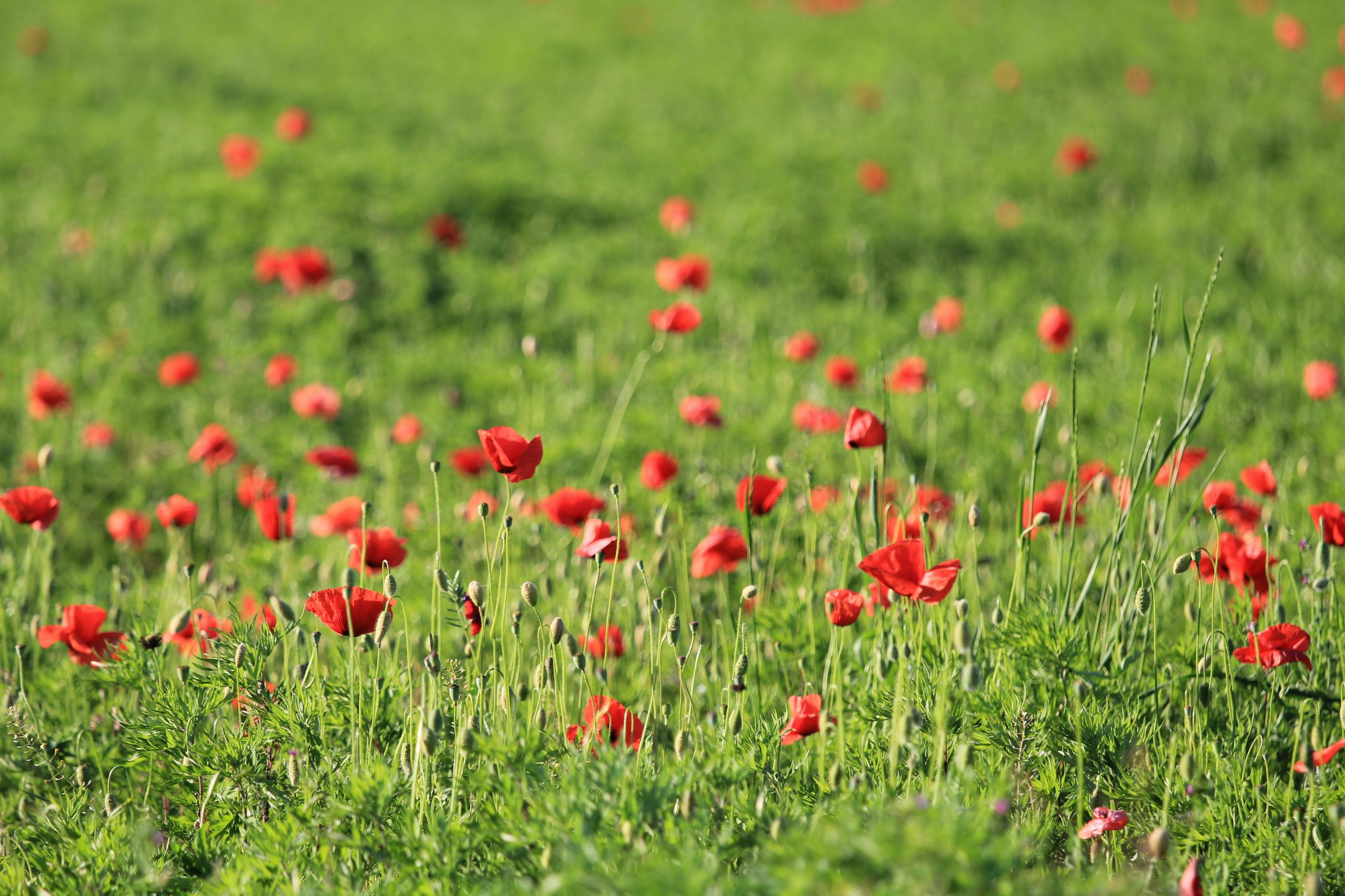 Field of red poppies in bloom, creating a vibrant contrast with lush green background.