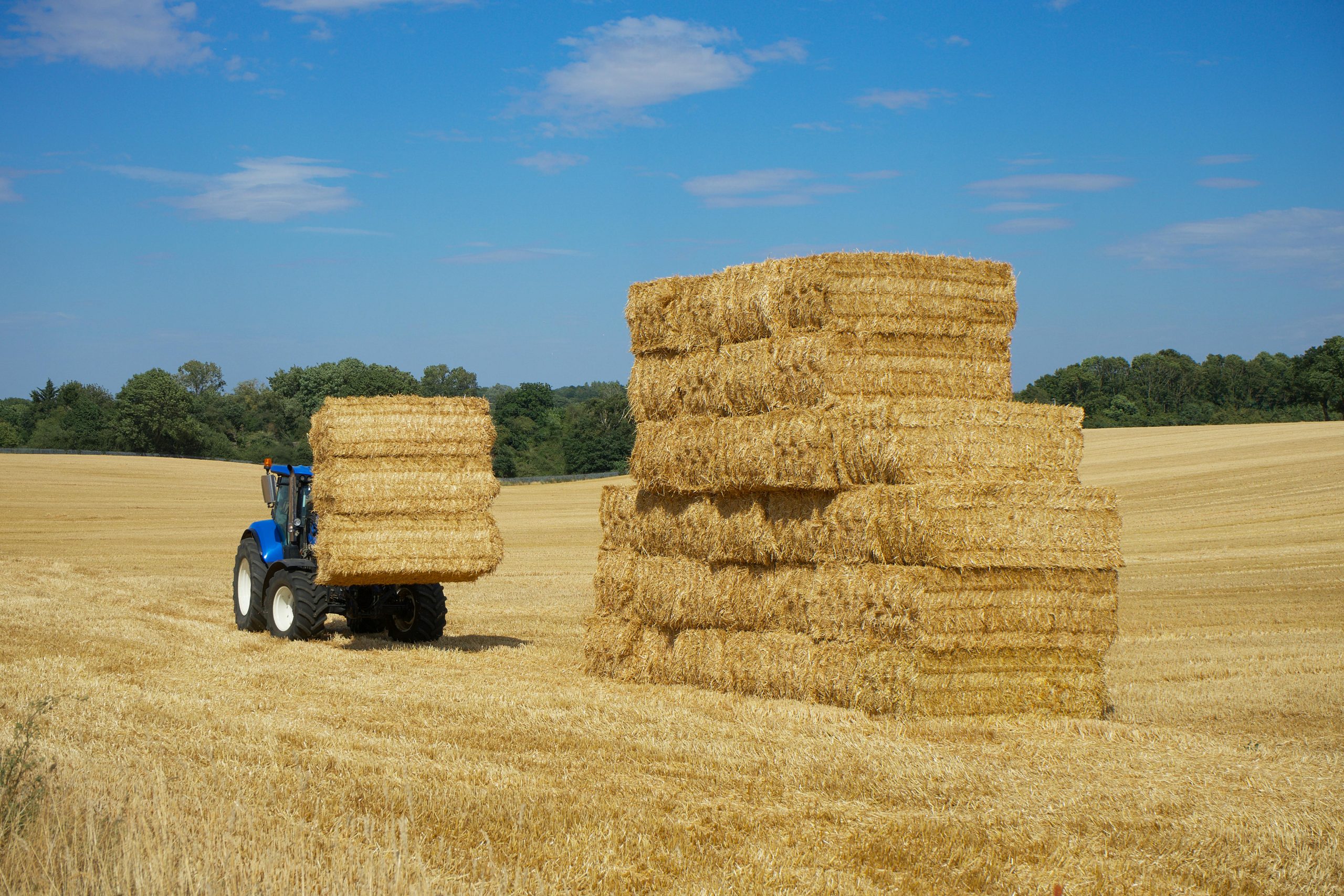 A blue tractor stacking hay bales in a rural field under a clear blue sky in the UK.