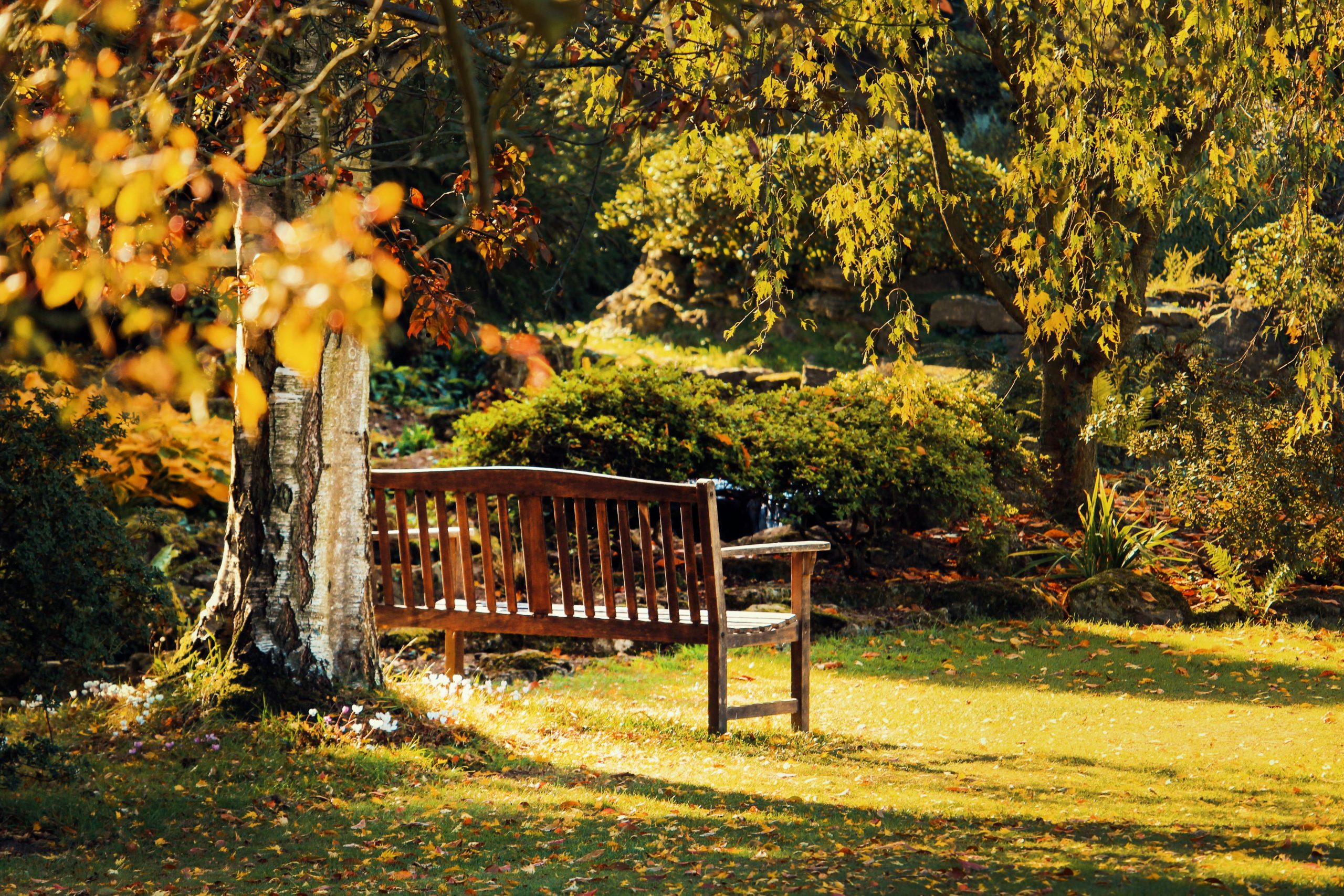 Serene wooden bench surrounded by vibrant autumn foliage in a tranquil Kent park.