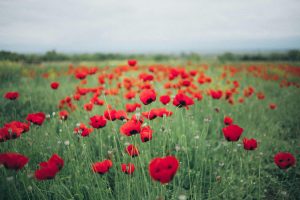 Beautiful field of red poppies in full bloom, capturing the essence of springtime nature outdoors.