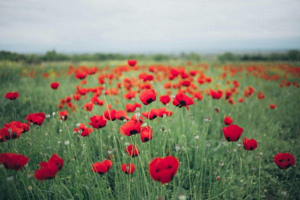 Beautiful field of red poppies in full bloom, capturing the essence of springtime nature outdoors.