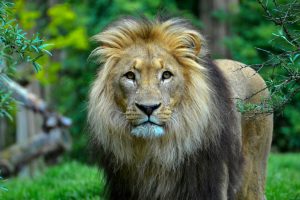 Close-up of a male lion with a majestic mane in a lush, green outdoor setting.