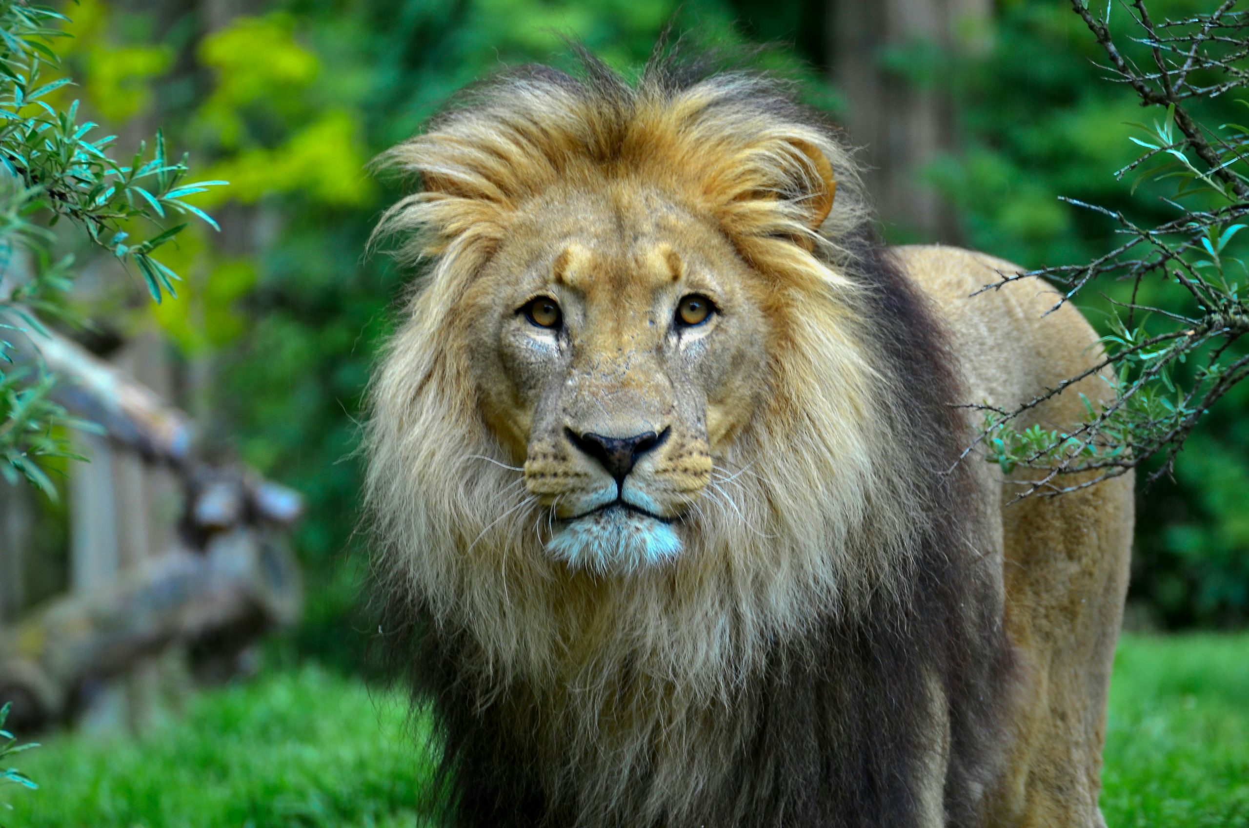 Close-up of a male lion with a majestic mane in a lush, green outdoor setting.