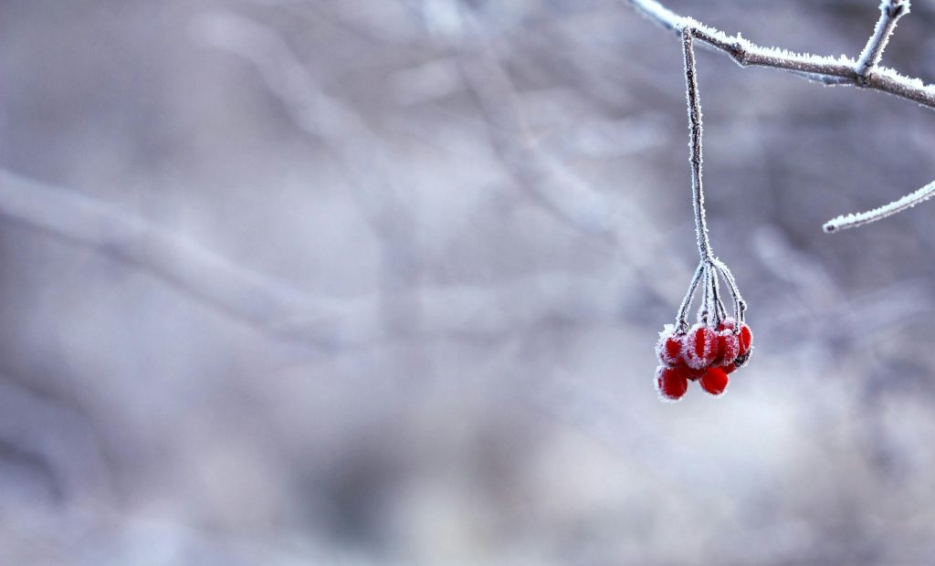 Close-up of frosted red berries on a branch in a winter scene with blurred background.