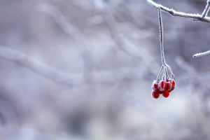 Close-up of frosted red berries on a branch in a winter scene with blurred background.