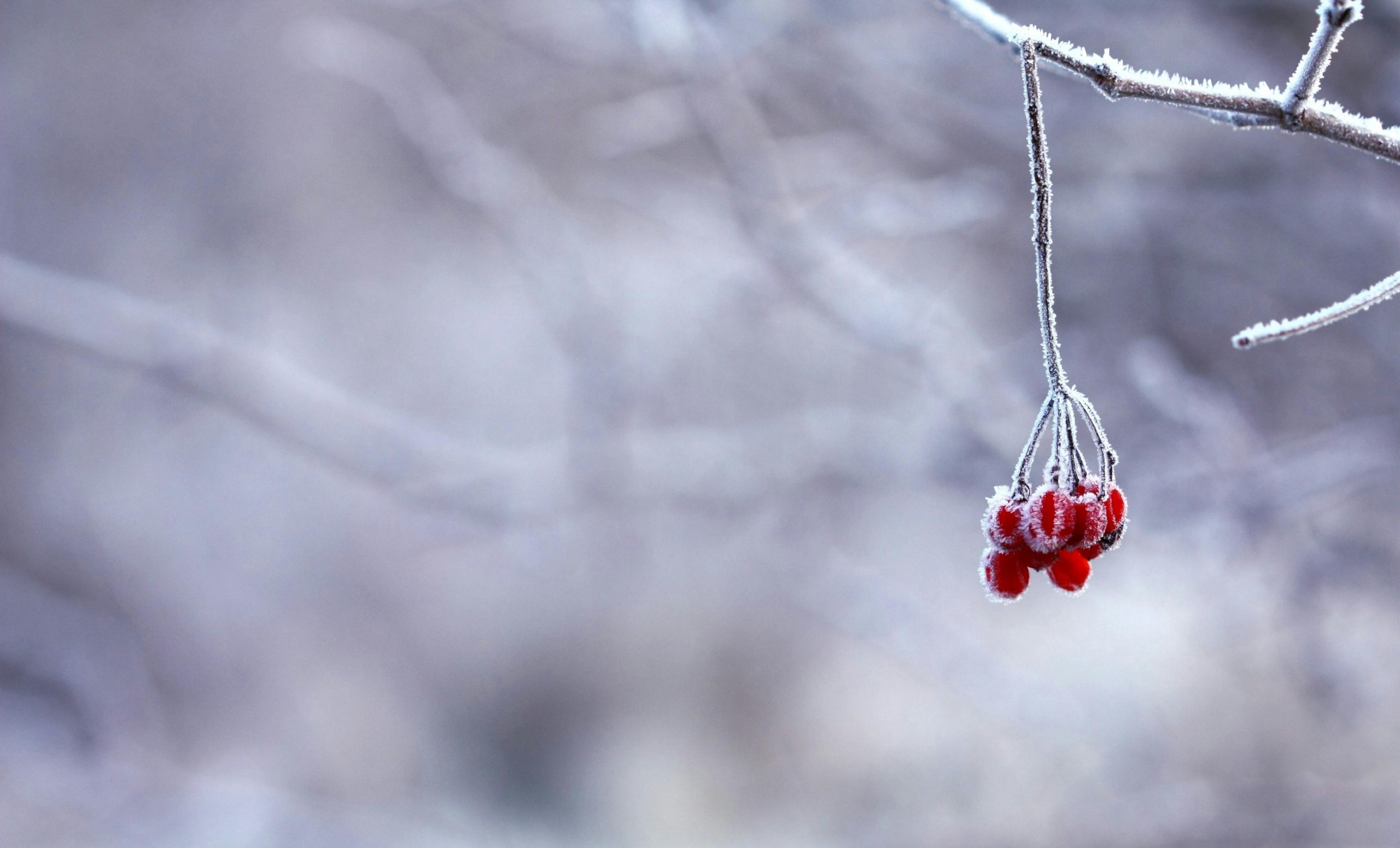 Close-up of frosted red berries on a branch in a winter scene with blurred background.