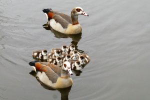 geese, nature, birds, egyptian geese, young geese, waterfowl, protection, fauna, spring, family