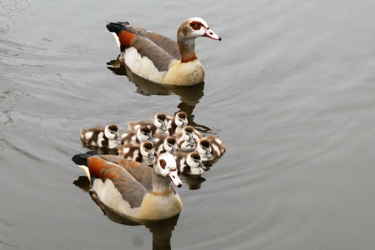 geese, nature, birds, egyptian geese, young geese, waterfowl, protection, fauna, spring, family