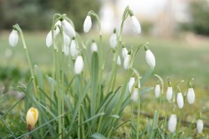 A serene image of white snowdrops blooming in a lush green garden, signifying the start of spring.