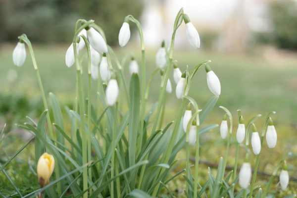 A serene image of white snowdrops blooming in a lush green garden, signifying the start of spring.