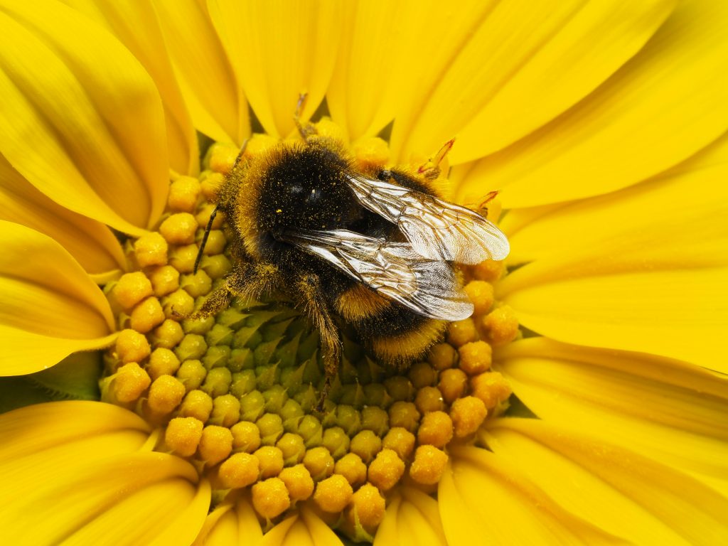 Detailed close-up of a bumblebee pollinating a vibrant yellow flower, showcasing nature's beauty.