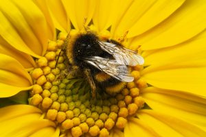 Detailed close-up of a bumblebee pollinating a vibrant yellow flower, showcasing nature's beauty.