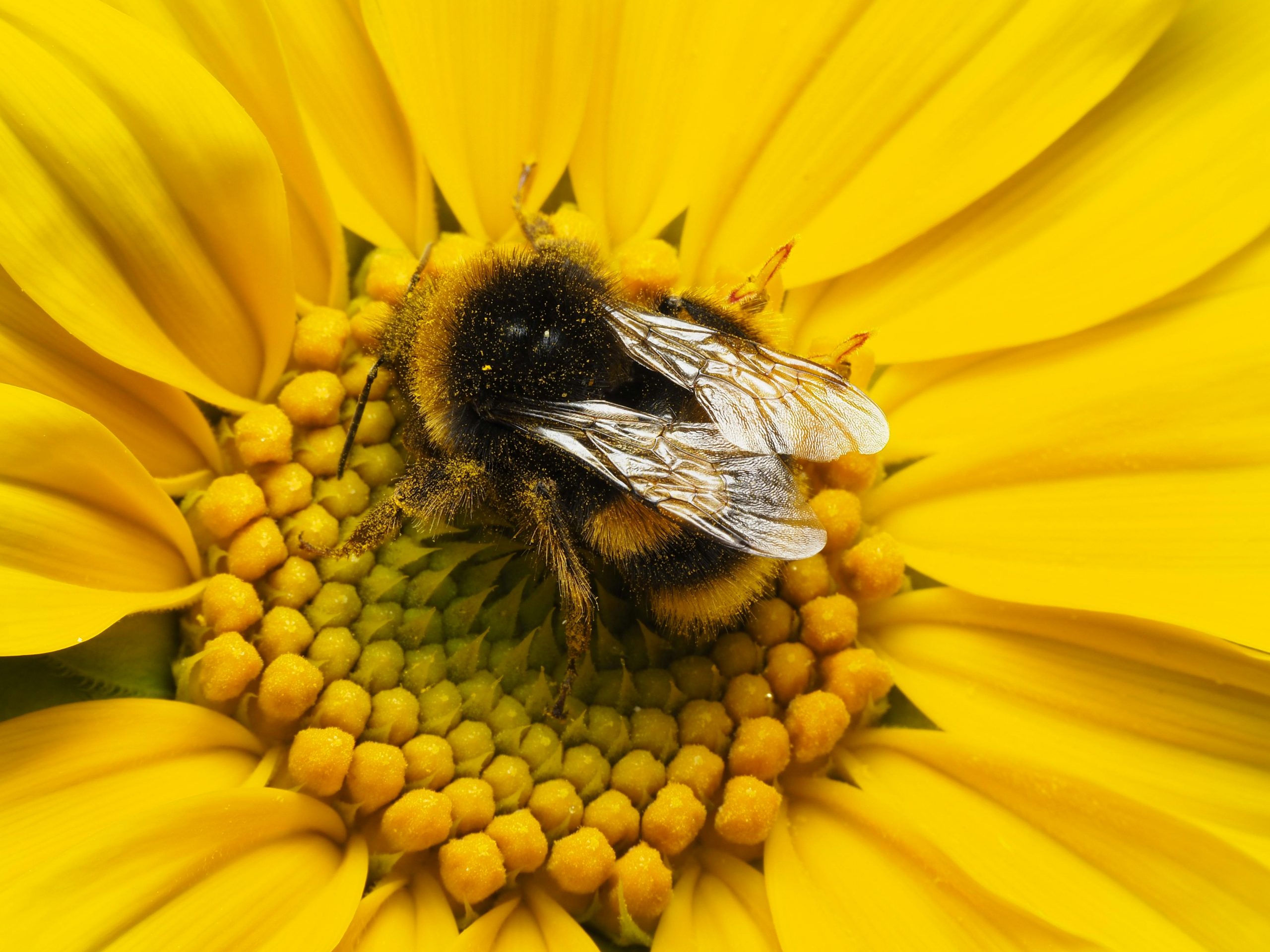 Detailed close-up of a bumblebee pollinating a vibrant yellow flower, showcasing nature's beauty.