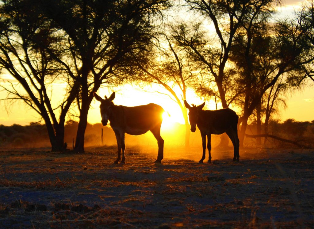 Silhouetted donkeys in a serene African savanna landscape at sunset, highlighting wildlife beauty.