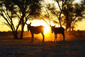 Silhouetted donkeys in a serene African savanna landscape at sunset, highlighting wildlife beauty.