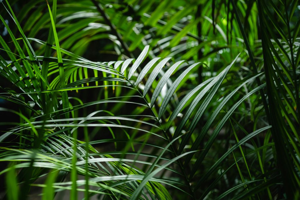 Close-up view of vibrant green palm leaves showcasing natural texture and lush foliage.