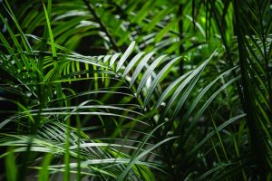 Close-up view of vibrant green palm leaves showcasing natural texture and lush foliage.