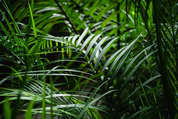 Close-up view of vibrant green palm leaves showcasing natural texture and lush foliage.