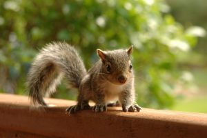 Adorable squirrel perched on a wooden railing, outdoors with natural green background.