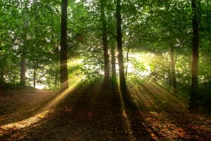A tranquil forest scene with sunbeams filtering through dense trees, creating a calming atmosphere.