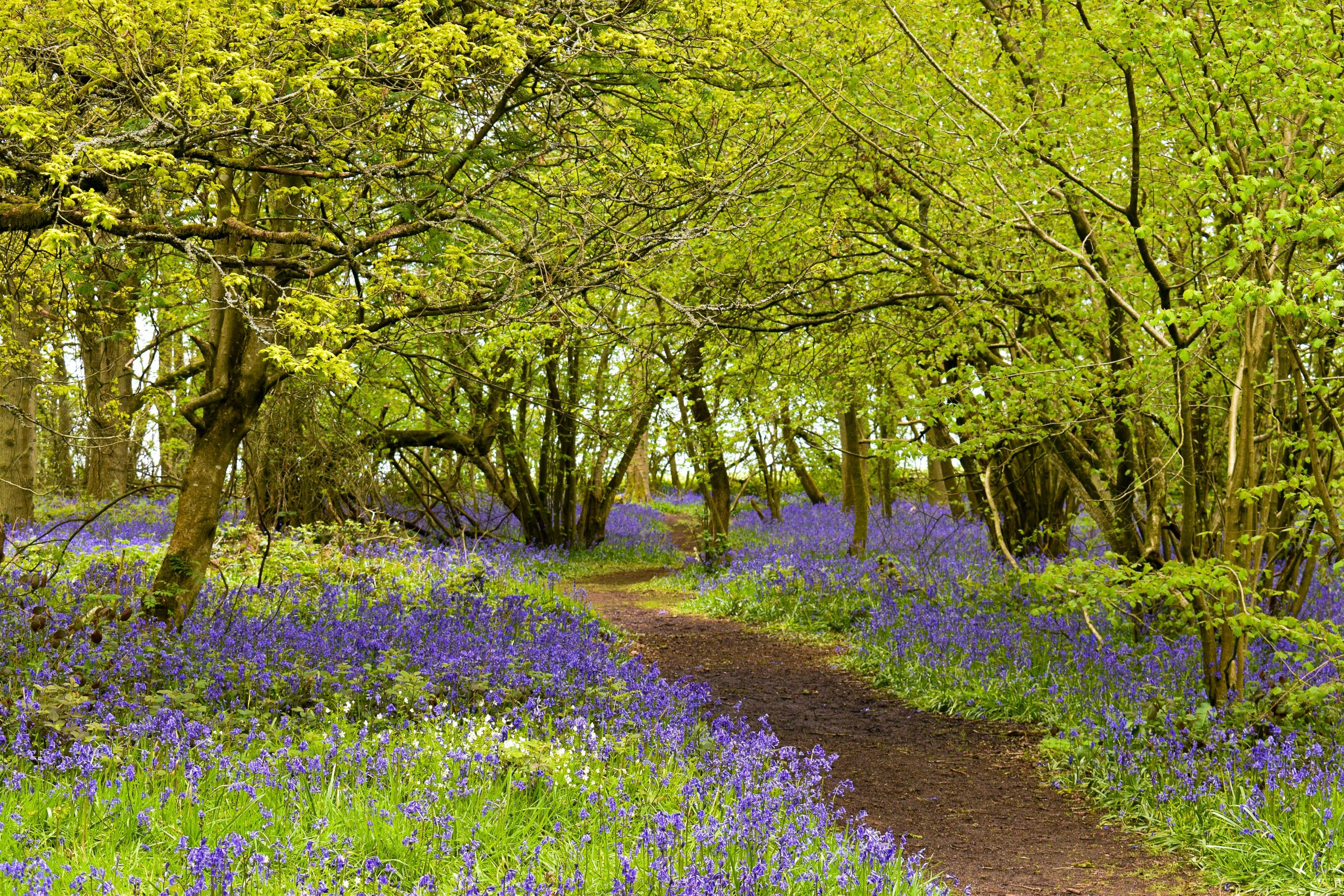 A picturesque woodland path lined with vibrant bluebells in Everdon, England.