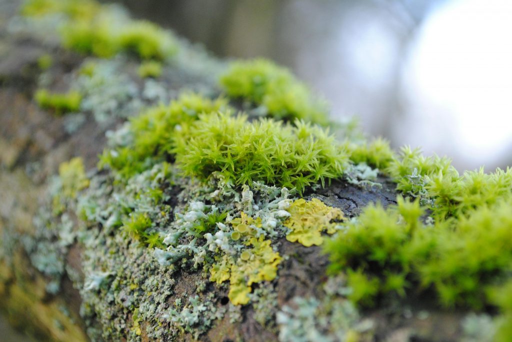 Detailed view of lush green moss and lichens growing on a tree trunk, showcasing the vibrancy of nature.