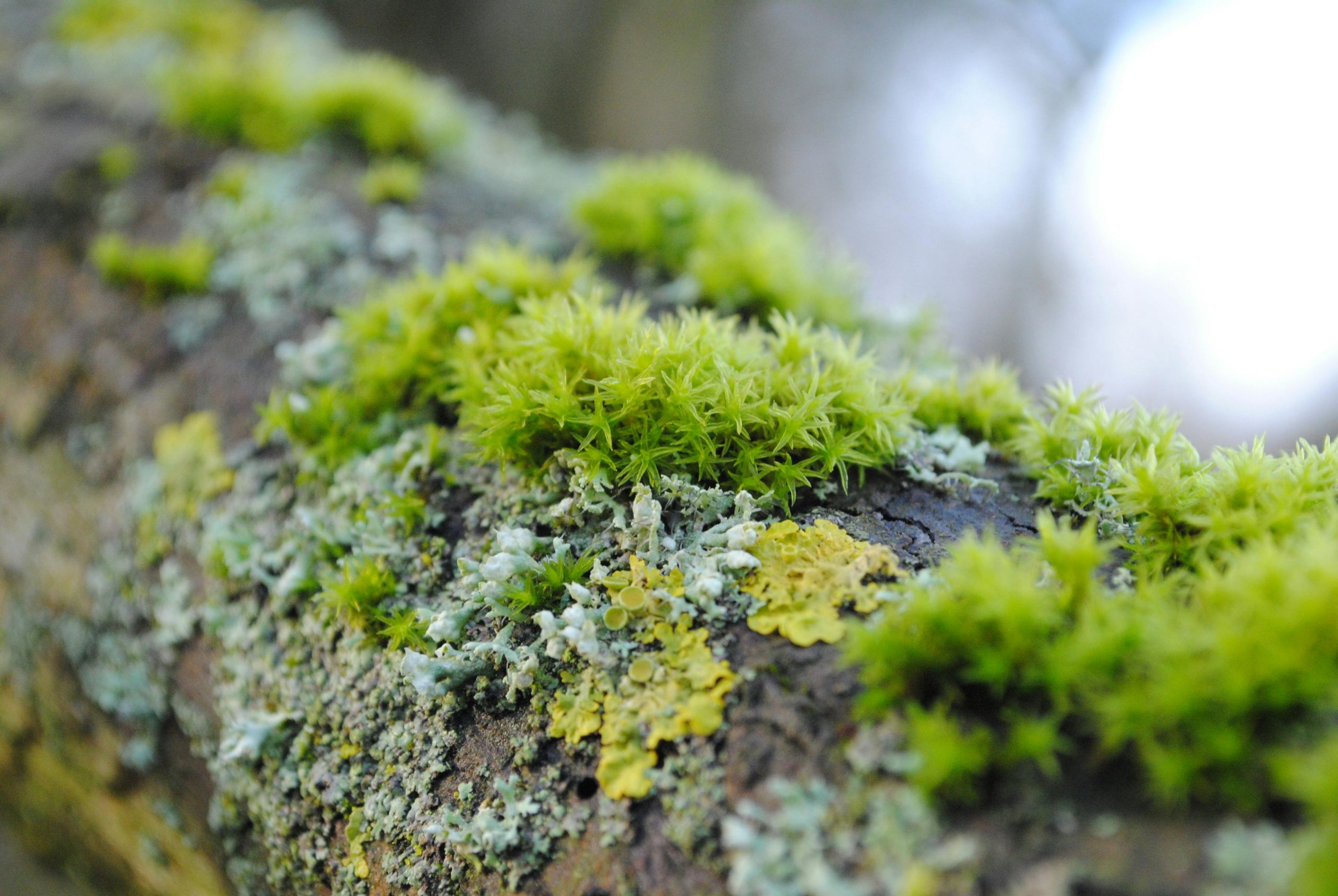 Detailed view of lush green moss and lichens growing on a tree trunk, showcasing the vibrancy of nature.