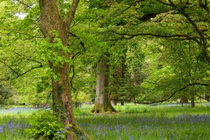 Serene woodland in spring with lush greenery and wild bluebell flowers.