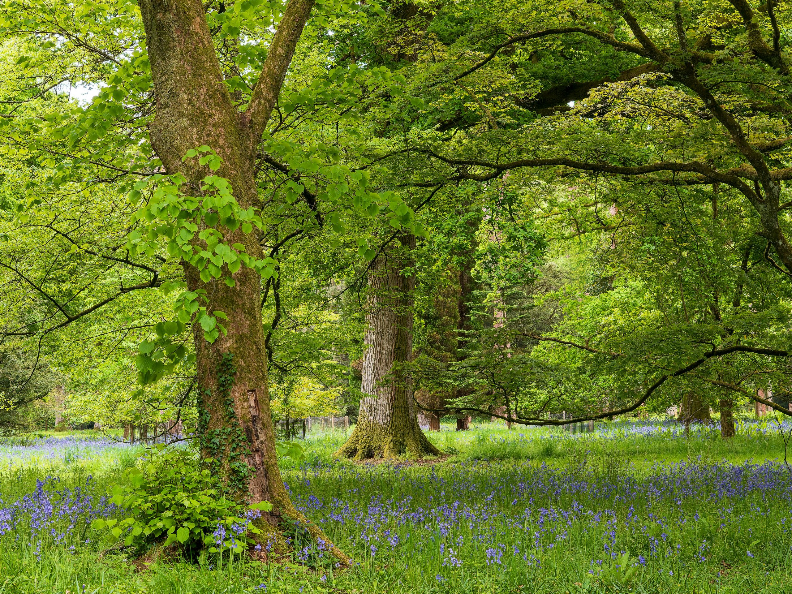 Serene woodland in spring with lush greenery and wild bluebell flowers.