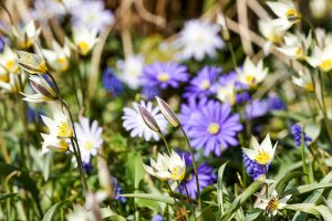 A colorful display of blooming spring flowers captured in Geesthacht, Schleswig-Holstein.
