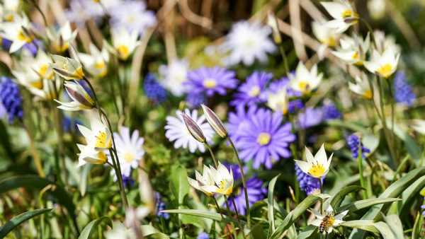 A colorful display of blooming spring flowers captured in Geesthacht, Schleswig-Holstein.