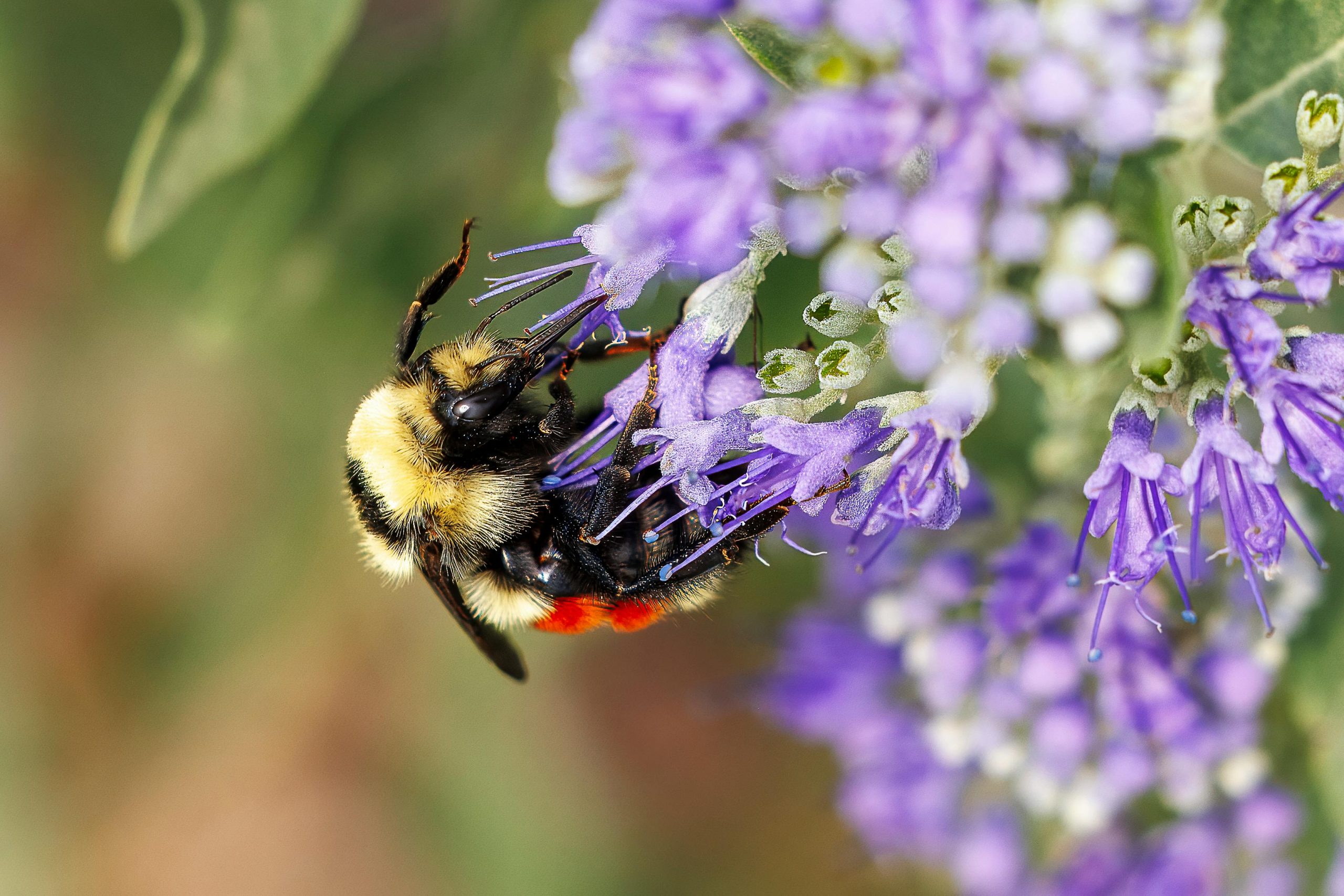 Close-up of a bumblebee on purple flowers in Aurora, Colorado.
