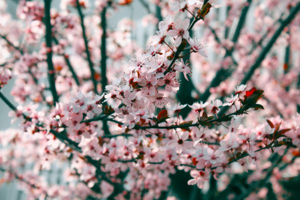 Close-up view of blooming pink cherry blossoms against a soft outdoor background.