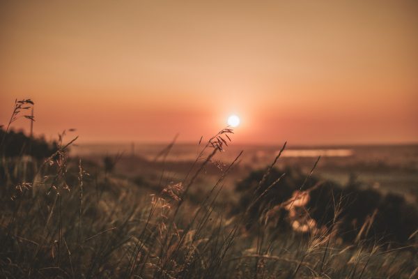 A warm and peaceful sunset over a natural grassland landscape, offering calm and serenity.