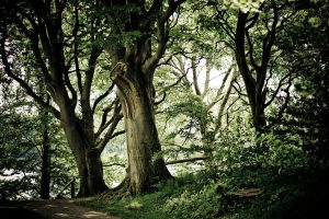 A tranquil forest scene featuring sun-dappled trees and a winding path, ideal for nature exploration.