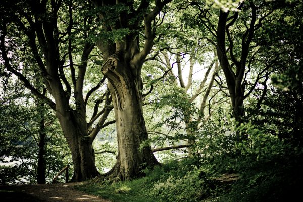 A tranquil forest scene featuring sun-dappled trees and a winding path, ideal for nature exploration.