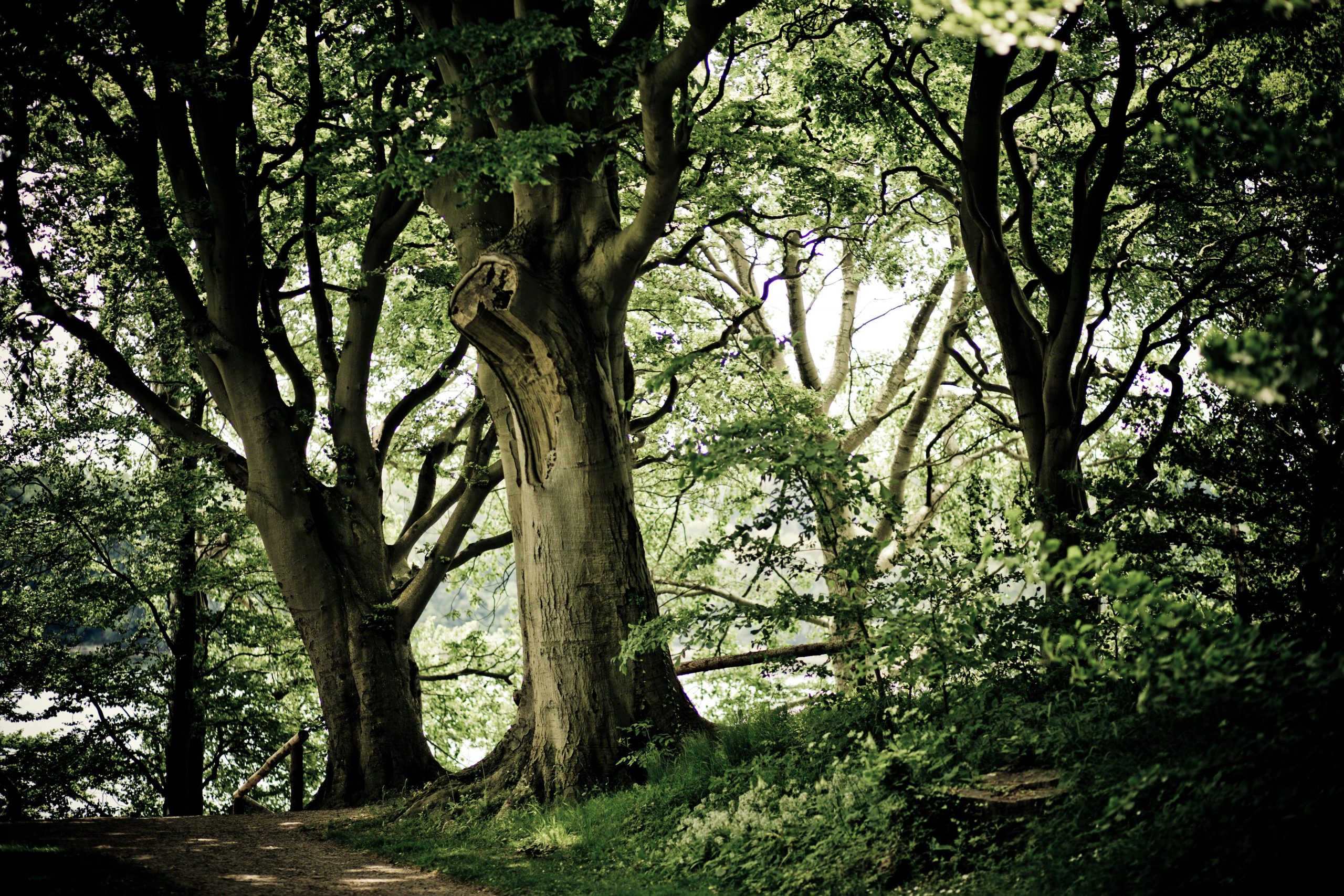 A tranquil forest scene featuring sun-dappled trees and a winding path, ideal for nature exploration.