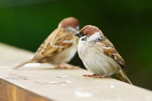 Close-up of two Eurasian sparrows resting on a rustic wooden fence outdoors.