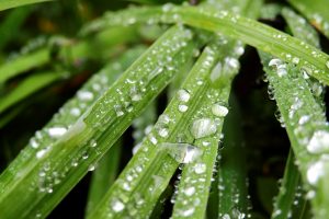Fresh dewdrops glistening on vibrant green leaves in a garden setting.