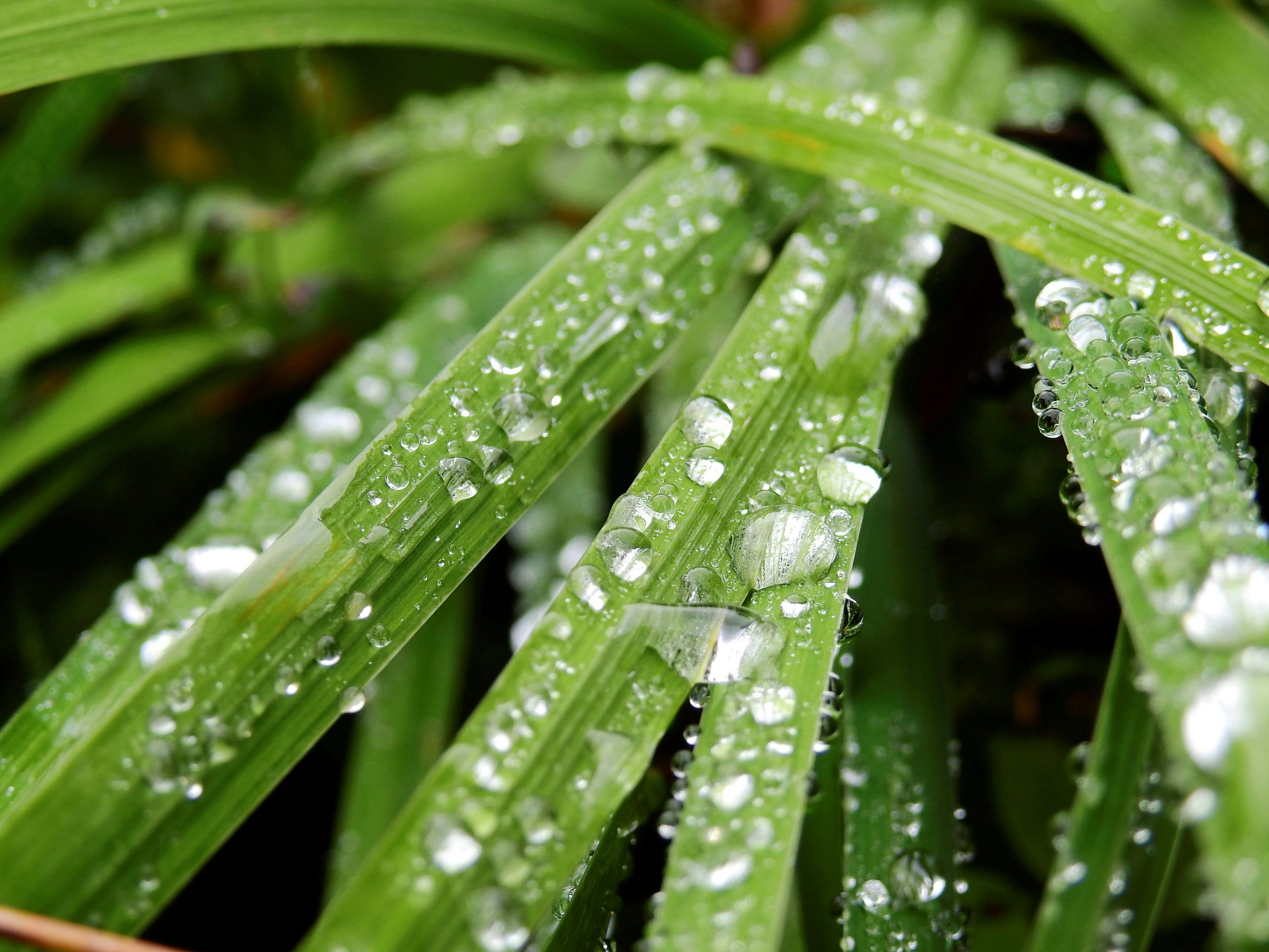 Fresh dewdrops glistening on vibrant green leaves in a garden setting.