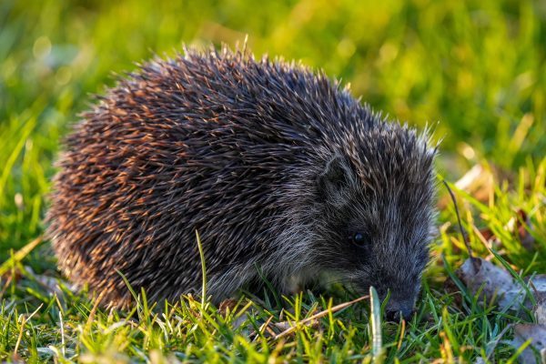 A detailed close-up of a European hedgehog foraging in lush green grass.