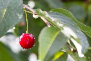 cherry, rain, wet, nature, summer