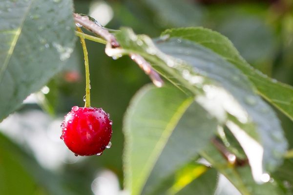 cherry, rain, wet, nature, summer