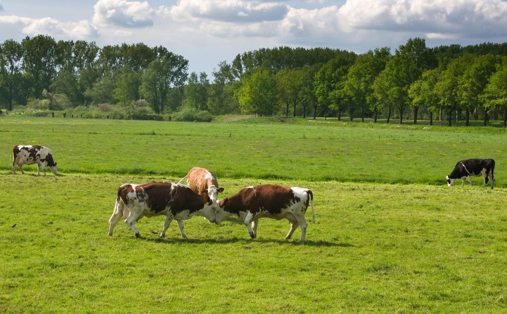 cows, conflict, referee, warriors, a mediator, conflict, conflict, conflict, conflict, conflict